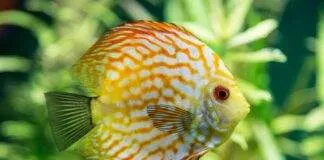 Une solution de maintien des discus en aquarium planté