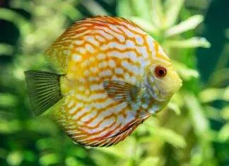 Une solution de maintien des discus en aquarium planté