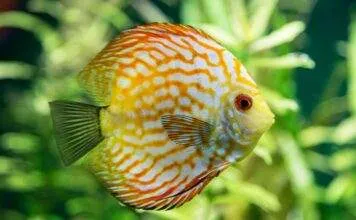 Une solution de maintien des discus en aquarium planté Une solution de maintien des discus en aquarium planté