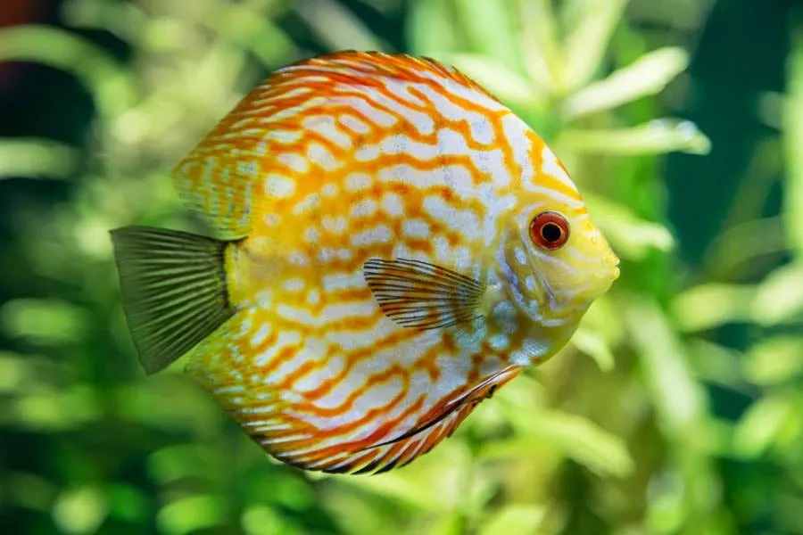 Une solution de maintien des discus en aquarium planté