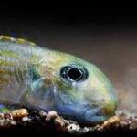Xenotilapia ochrogenys