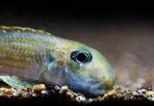 Xenotilapia ochrogenys