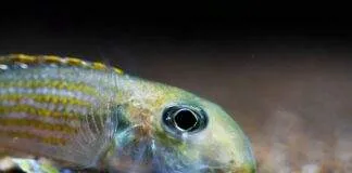 Xenotilapia ochrogenys