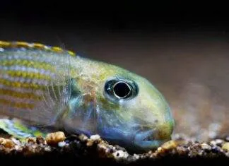 Xenotilapia ochrogenys