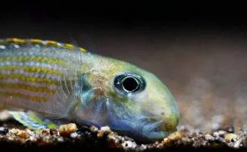 Xenotilapia ochrogenys