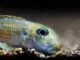 Fiche du poisson Xenotilapia ochrogenys Xenotilapia ochrogenys