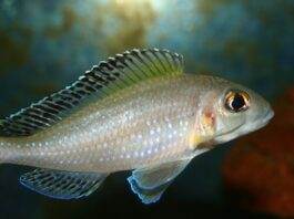 Xenotilapia spilopterus