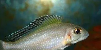 Xenotilapia spilopterus