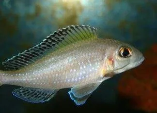 Xenotilapia spilopterus