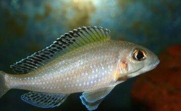 Xenotilapia spilopterus
