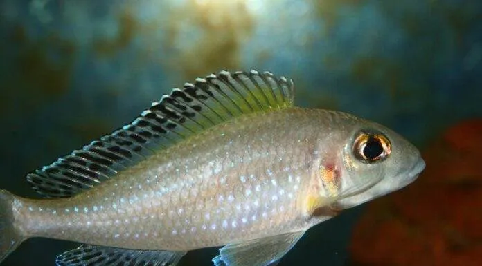 Fiche du poisson Xenotilapia spilopterus Xenotilapia spilopterus
