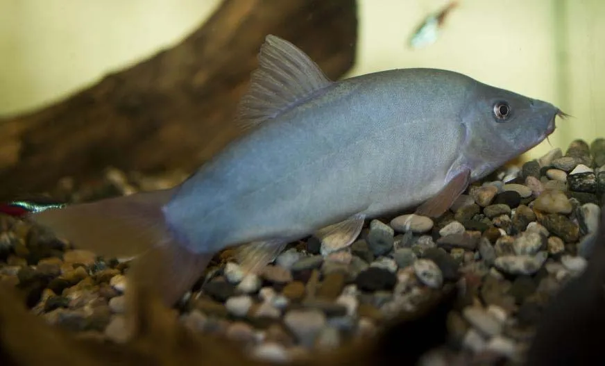 Yasuhikotakia modesta