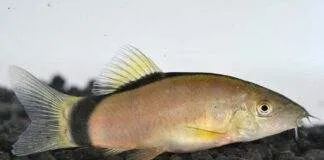 Yasuhikotakia morleti