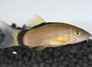 Yasuhikotakia morleti