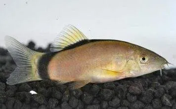 Yasuhikotakia morleti