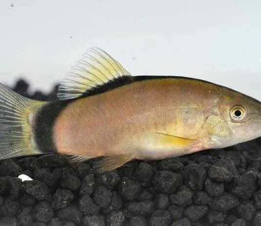 Yasuhikotakia morleti