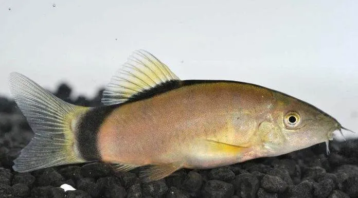 Fiche du poisson Yasuhikotakia morleti Yasuhikotakia morleti