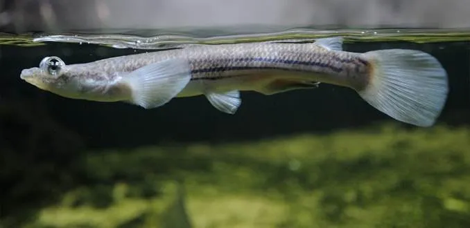 anableps quatre yeux