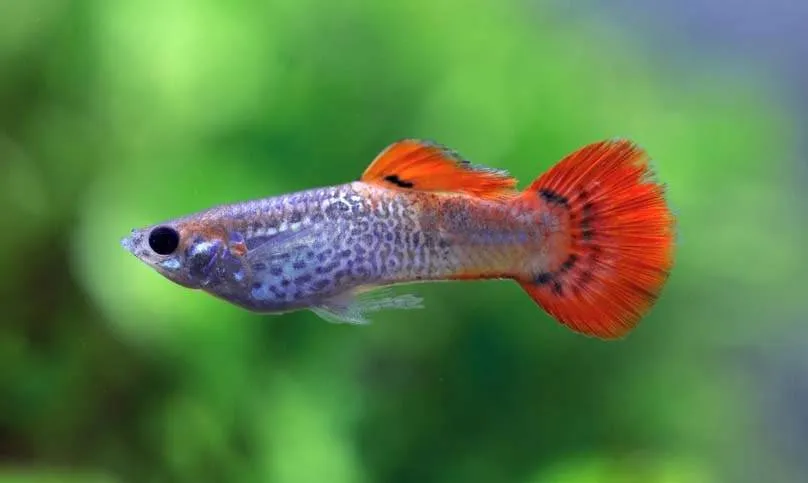 guppy cobra rouge