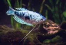 Expérience dans la reproduction du Gourami Bleu la reproduction du Gourami Bleu