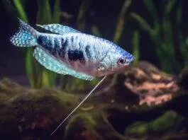 la reproduction du Gourami Bleu