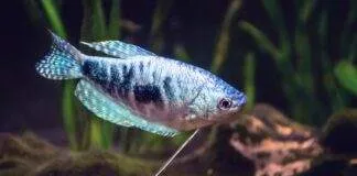 la reproduction du Gourami Bleu