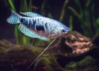 la reproduction du Gourami Bleu