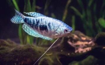 la reproduction du Gourami Bleu