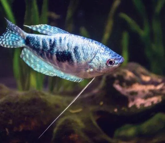 la reproduction du Gourami Bleu
