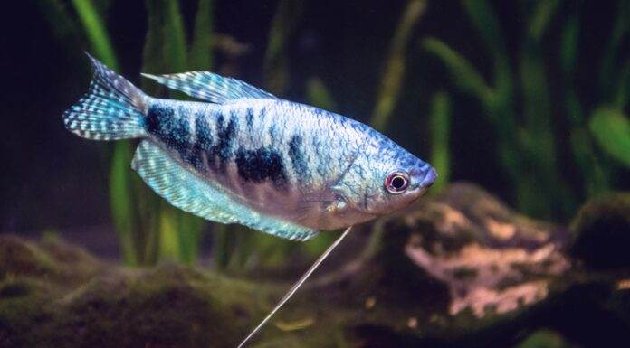 Expérience dans la reproduction du Gourami Bleu la reproduction du Gourami Bleu