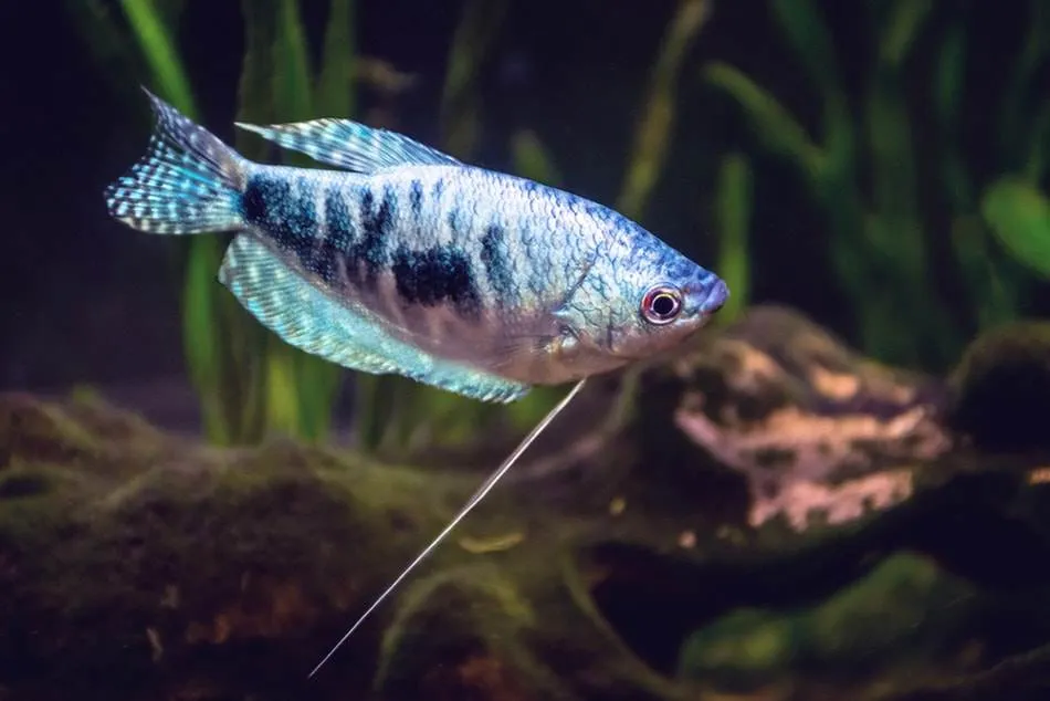 la reproduction du Gourami Bleu