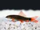 Fiche du poisson Epalzeorhynchos frenatum labeo tricolor