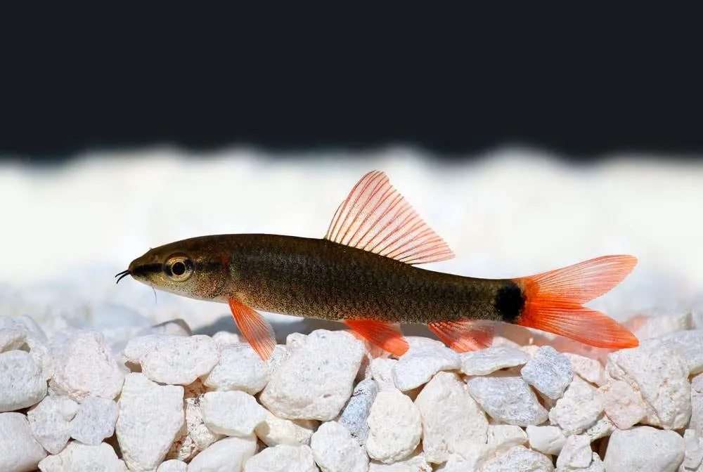 labeo tricolor labeo tricolor