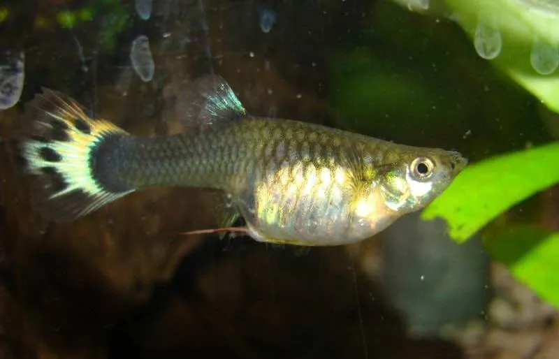 le ver rouge du guppy