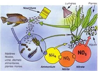 les maladies des plantes aquatiques