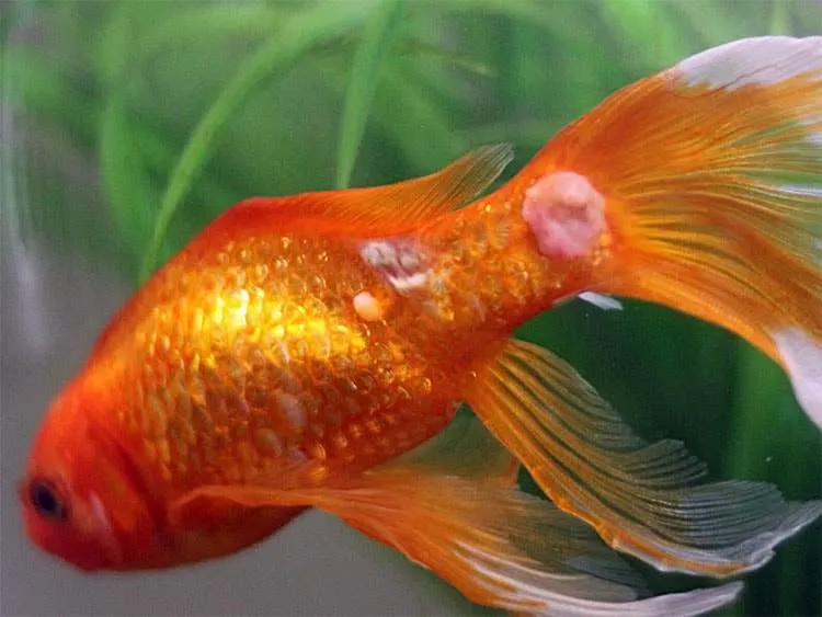 maladie poisson rouge champignon