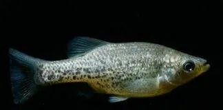 poisson Amblydoras hancockii