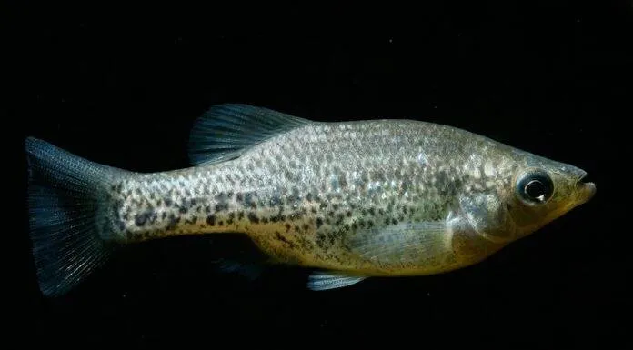 poisson Amblydoras hancockii