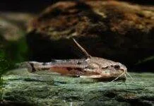 Fiche du poisson Amblydoras hancockii poisson Amblydoras hancockii