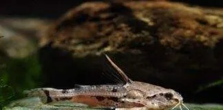 poisson Amblydoras hancockii