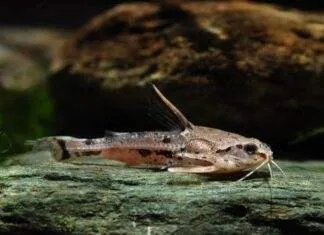 poisson Amblydoras hancockii