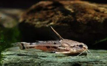 Fiche du poisson Amblydoras hancockii poisson Amblydoras hancockii