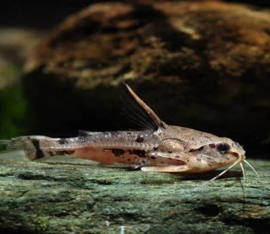 poisson Amblydoras hancockii