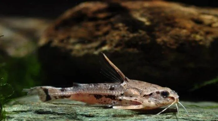 poisson Amblydoras hancockii