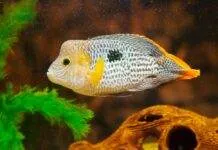 Fiche du poisson Andinoacara rivulatus poisson Andinoacara rivulatus