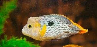 poisson Andinoacara rivulatus