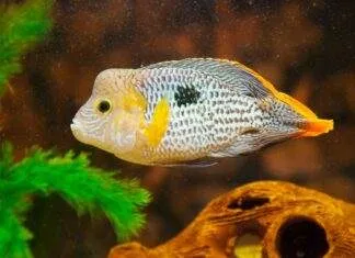 poisson Andinoacara rivulatus