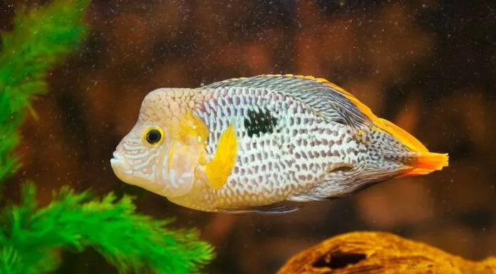 poisson Andinoacara rivulatus