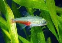 poisson Aphyocharax rathbuni