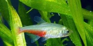 poisson Aphyocharax rathbuni